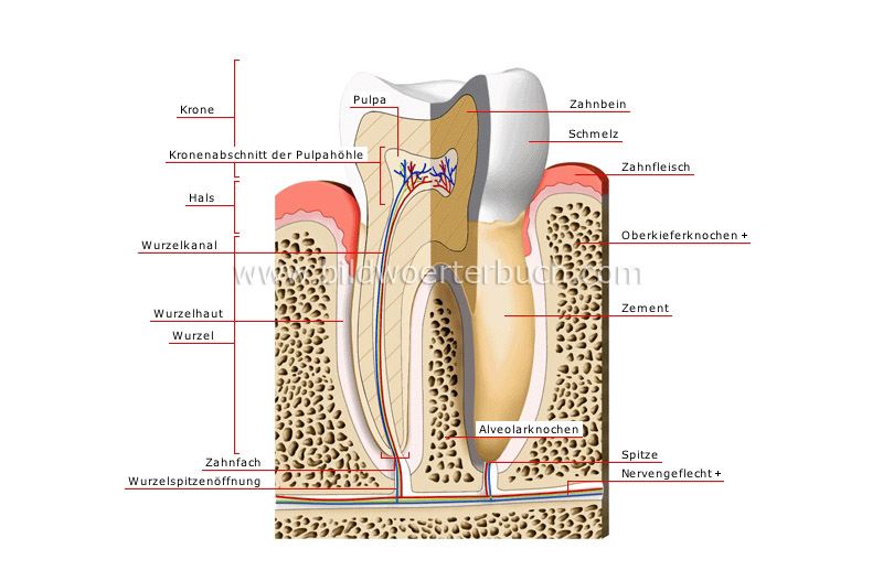 Backenzahn im Längsschnitt Bild