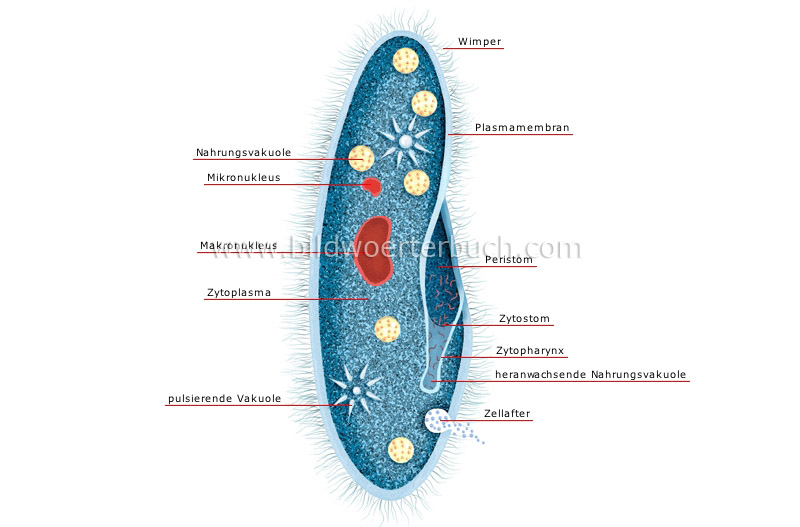 Paramecium Bild